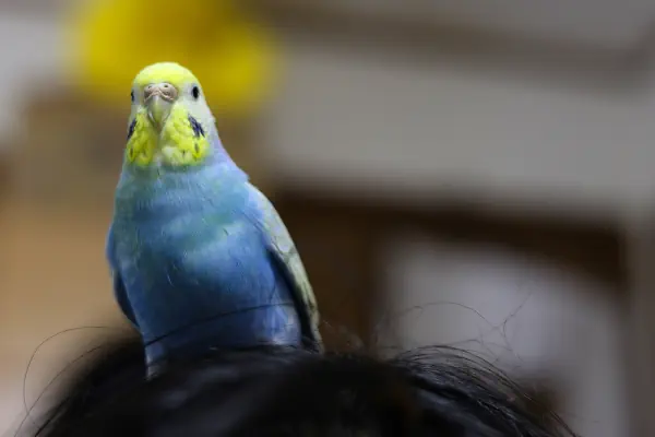 キリッ