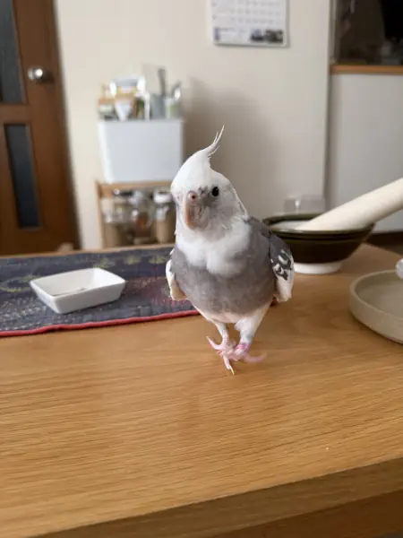 躍動感あふれるぴーちやん