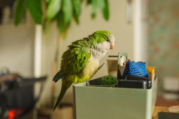 ふわふわっ