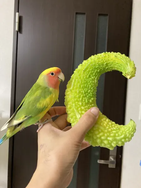 仲間かな