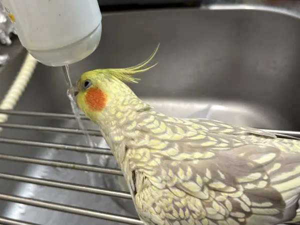 直飲み