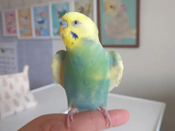 わくわく