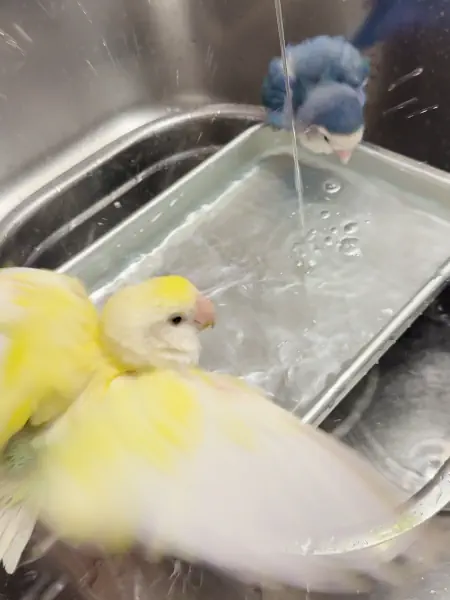水浴びわっしょい!