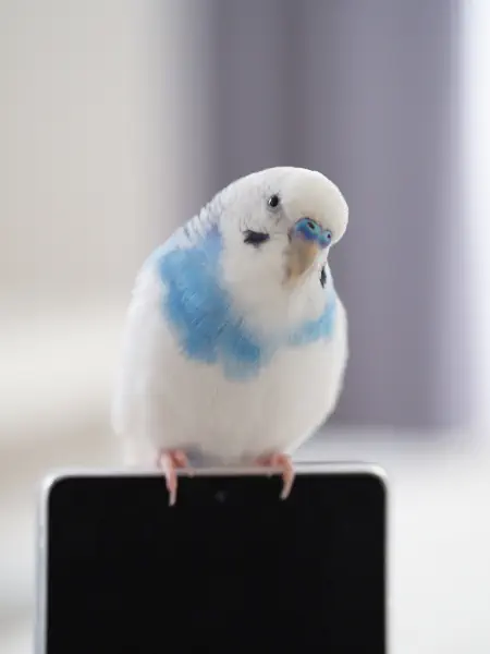 こっちみて!