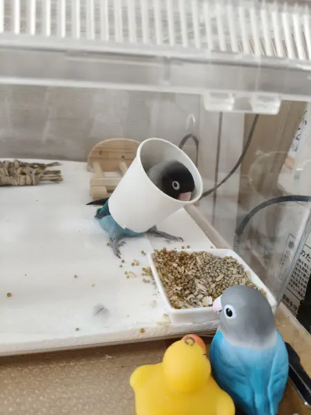 紙コップにハマるインコ
