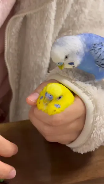丸握りされた弟を見守る兄インコ