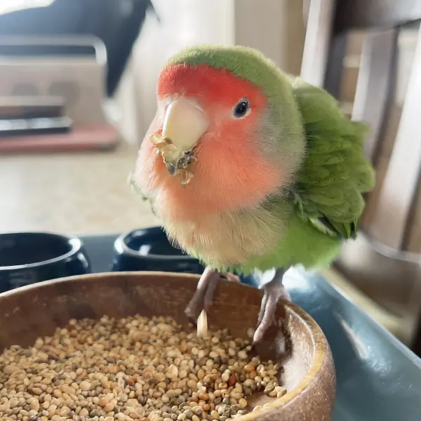 朝のひと時