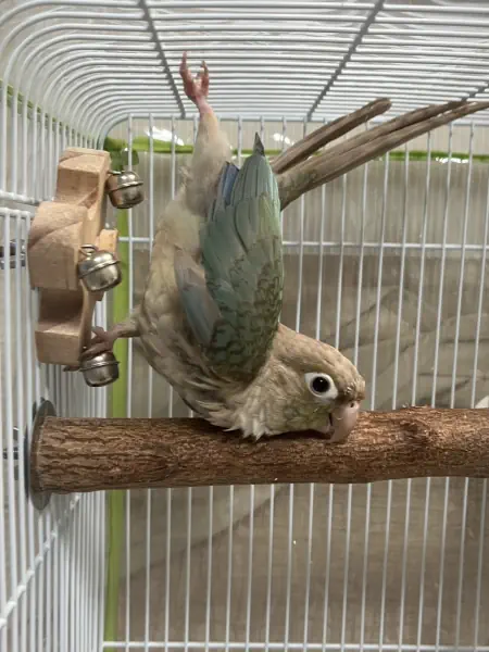 アクロバット