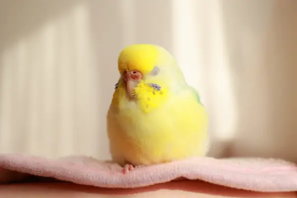 まったり