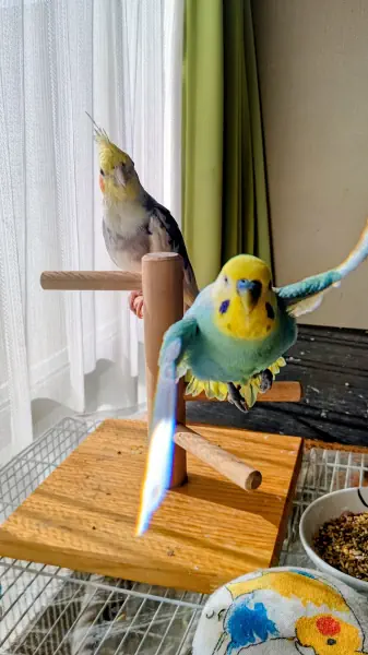 飼い主まっしぐら