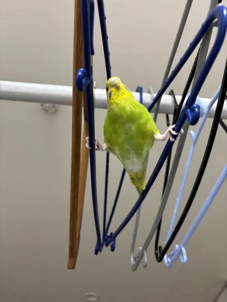 上から見下ろしてドヤ!