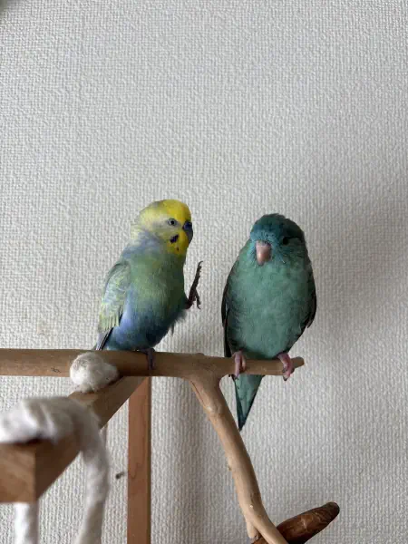 おっす!