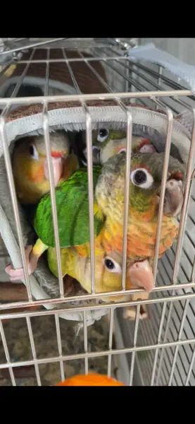 ウロコ、ぎゅうぎゅう