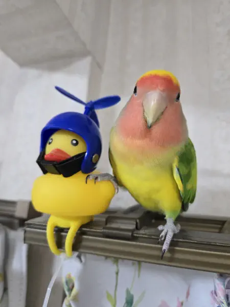 紹介します!