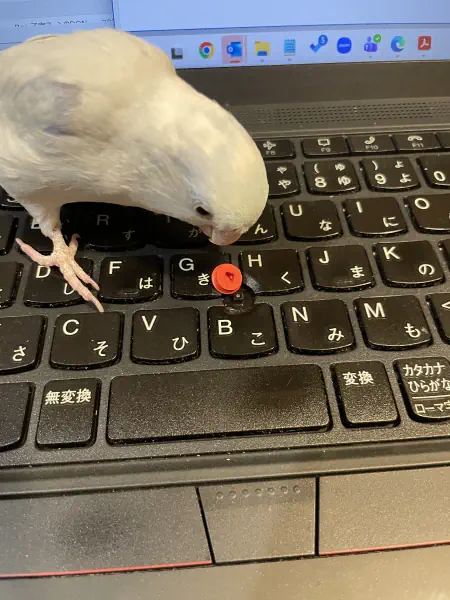 取れちゃった…