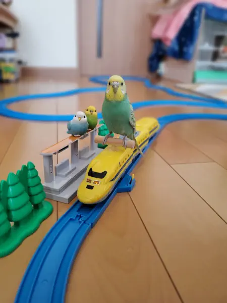 出発しインコ~☆