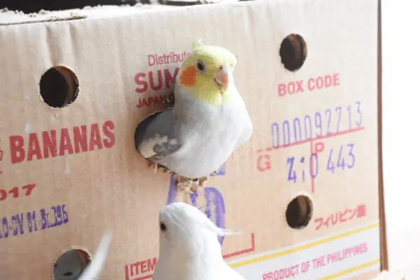 自慢の鳩胸。鳩じゃないけど。