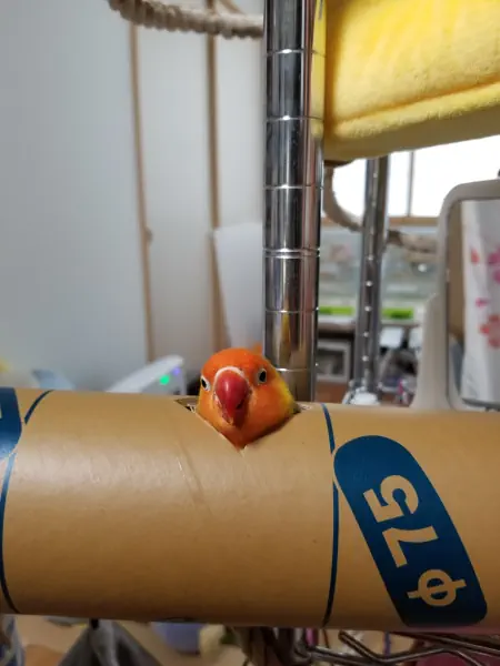 ここだってばぁ