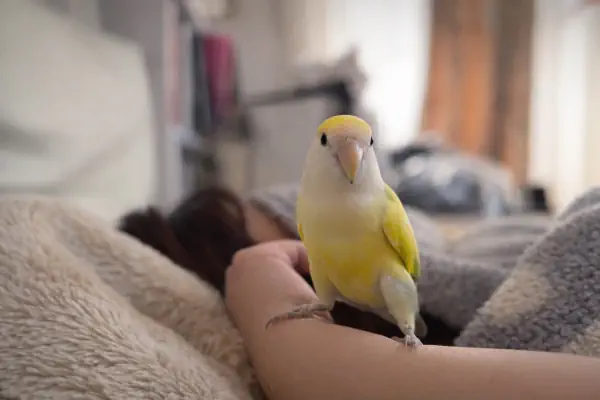 おやすみ