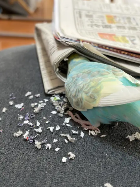 カミカミ(紙紙)大好き!