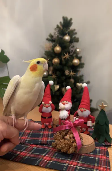 Merry Christmas⭐︎