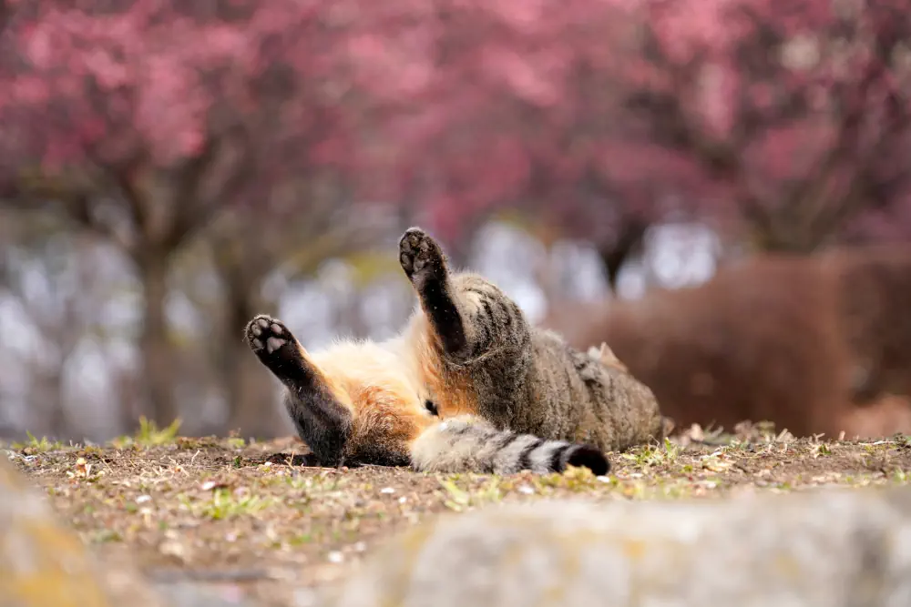 梅とゴロン