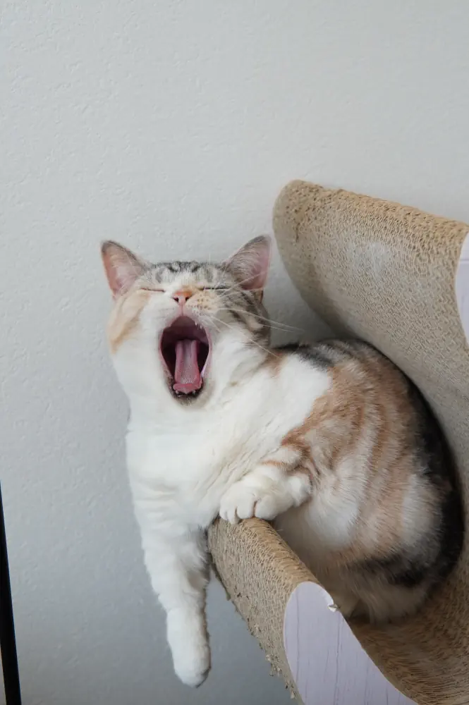 箱乗りしてたのに眠気が