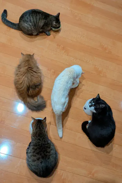 nekoneko five