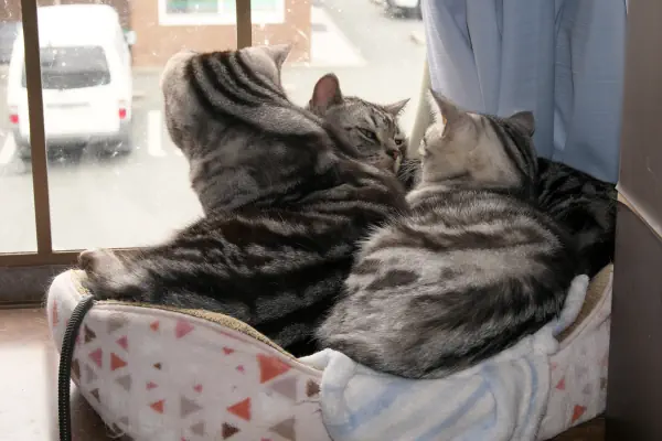 猫団子