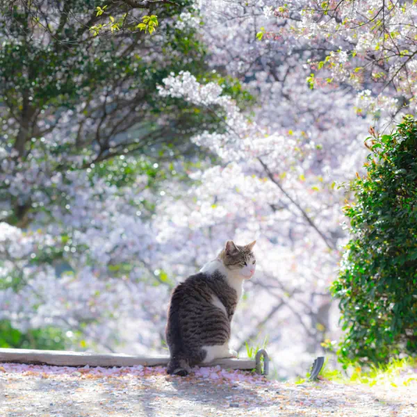 桜散る階段にたたずんで…