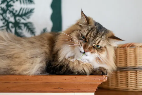 猫草大好き
