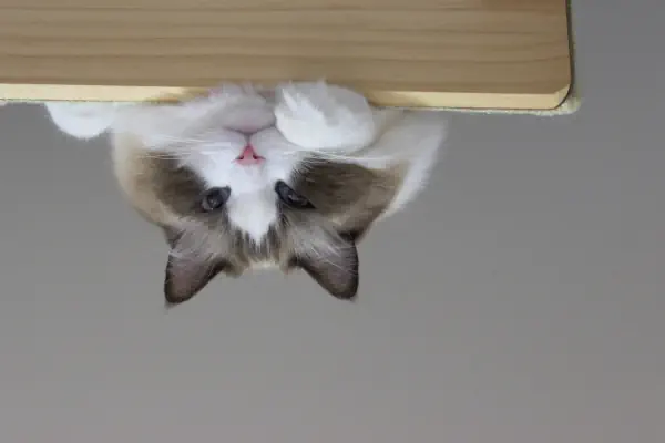 棚からモフにゃん♪