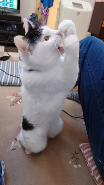 よっしゃー!