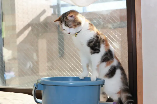 我が家の見守り猫