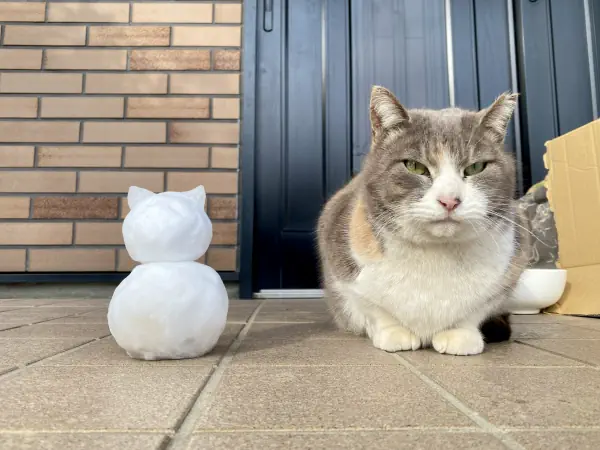 猫だるま