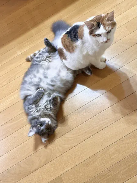 おしおきにゃぁ