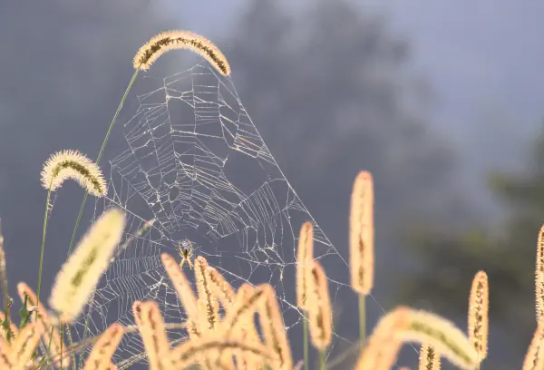 朝光
