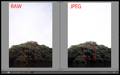 シャドウRAW_JPEG比較拡大部分