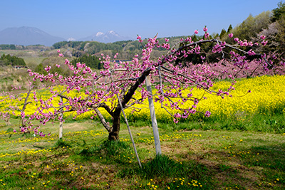 丹霞郷（たんかきょう）の桃と菜の花