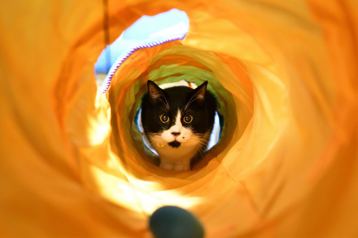 猫トンネル（次男）