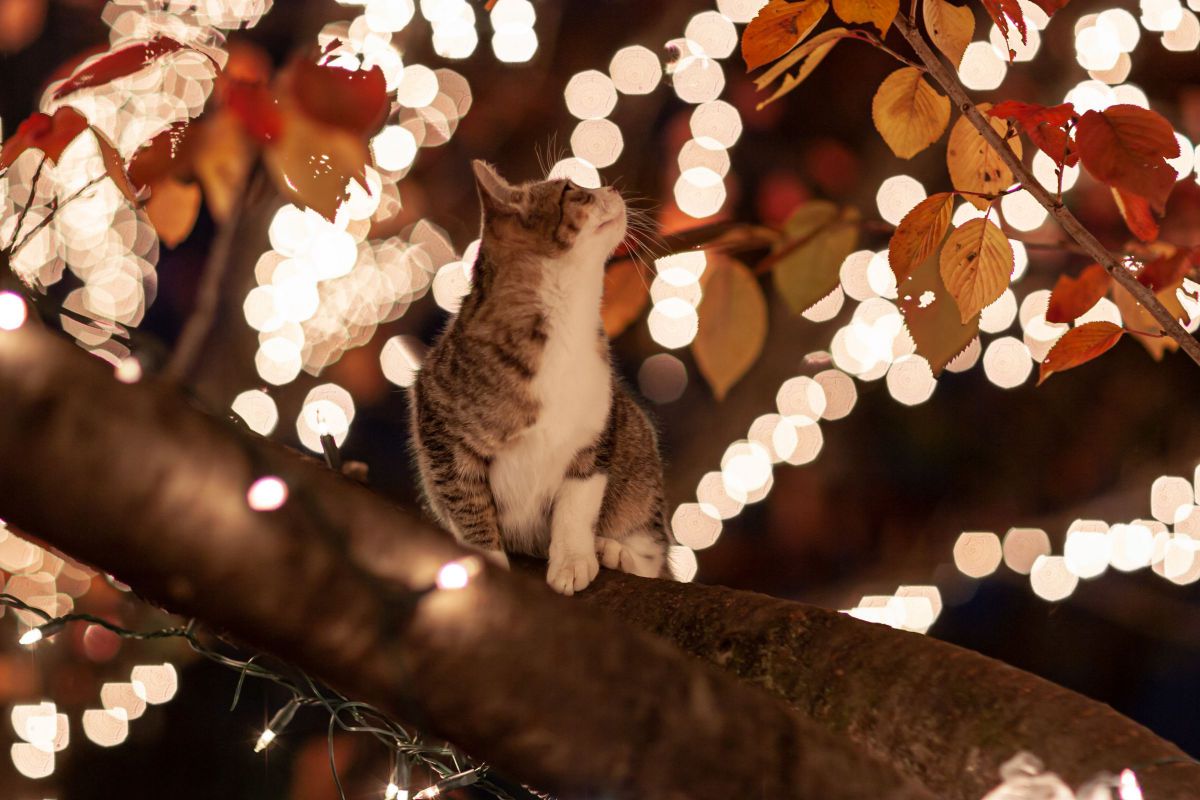 電飾光り猫眺める桜の枝