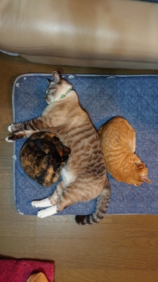 先住猫と兄妹猫