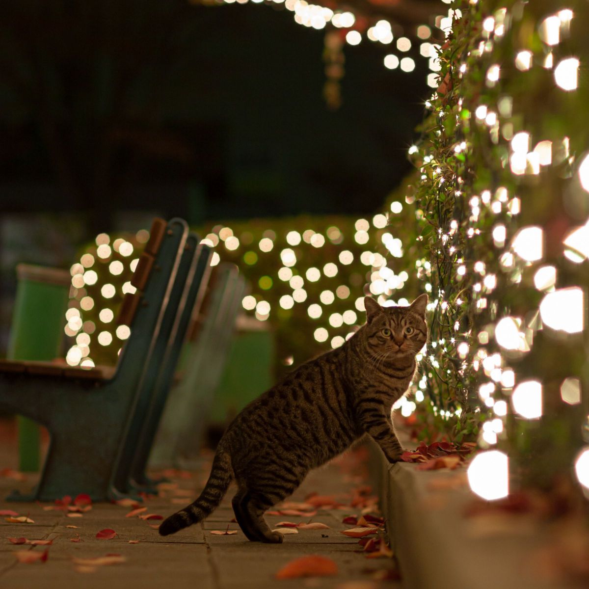 電飾光り猫通るツツジの低木