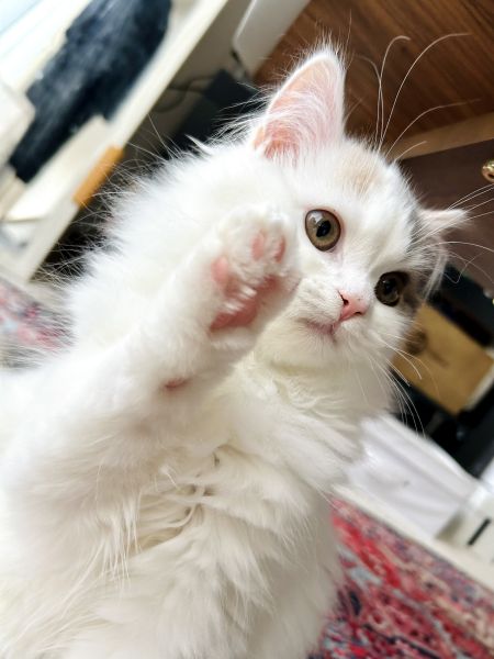 元気よく挙手する優等猫