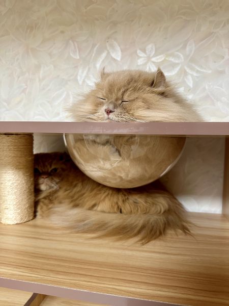 猫はどこでも丸くなる。