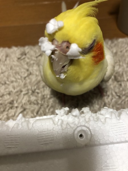 静電気でくっついちゃった🐣