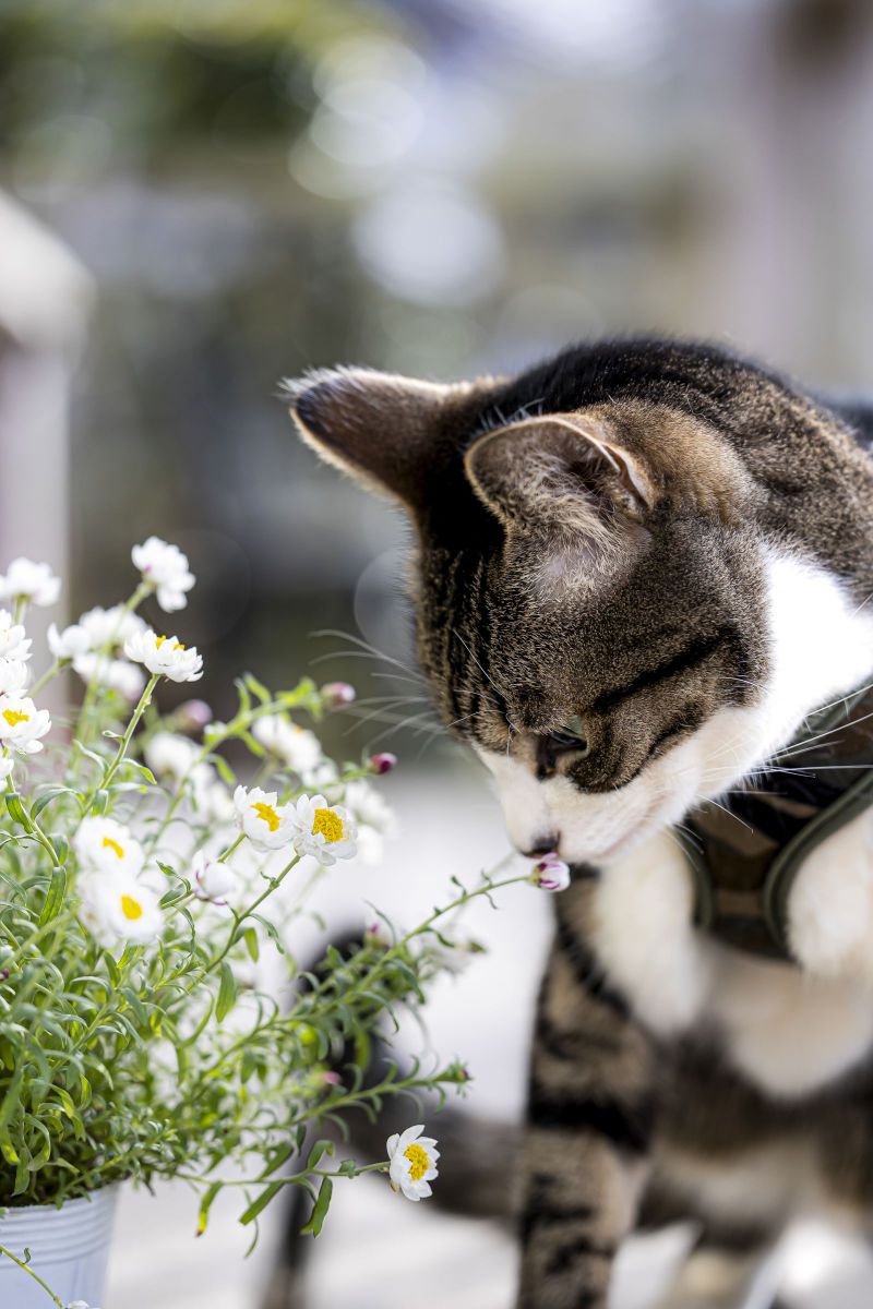 なごみ猫2025