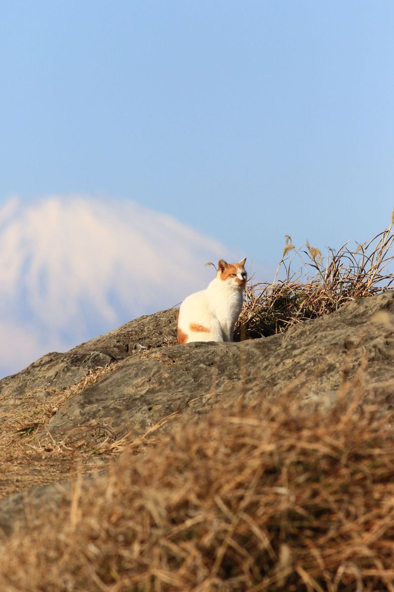 富士猫