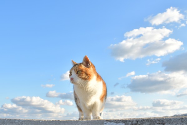 流れる雲に乗りたいな