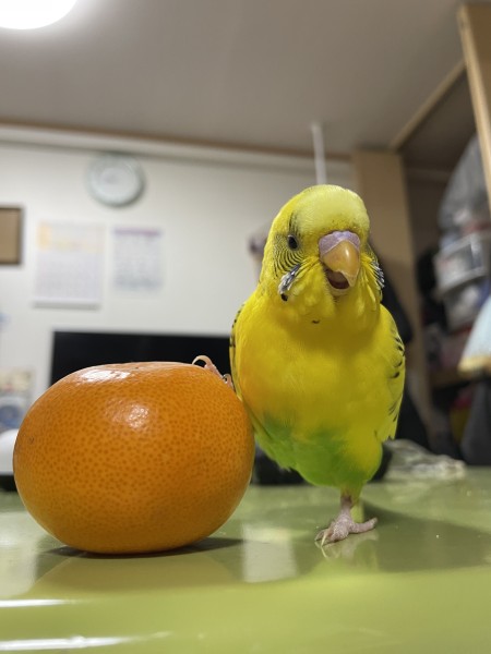 作品